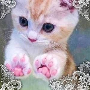 Meet your Posher, Sonia